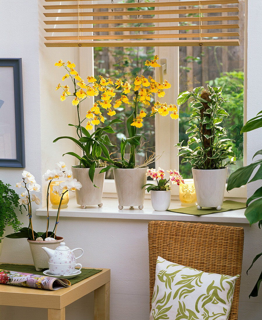 Oncidium, Phalaenopsis, Philodendron