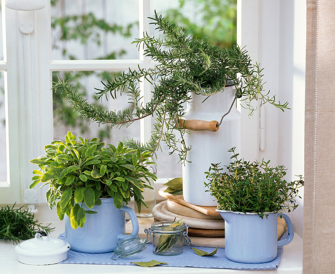 Salvia 'Icterina', rosemary, thymus