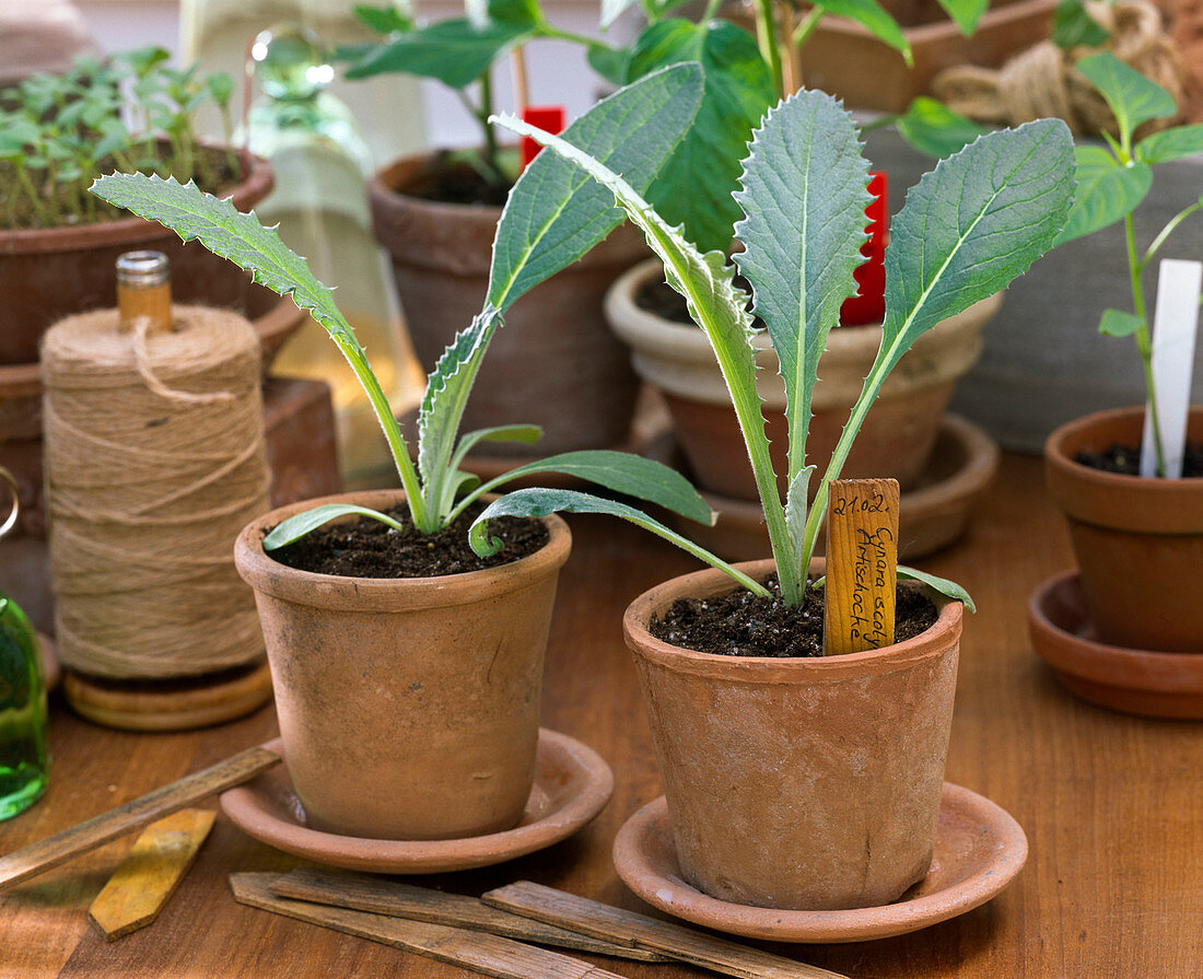 Young Cynara scolymus (artichokes) plants with labels