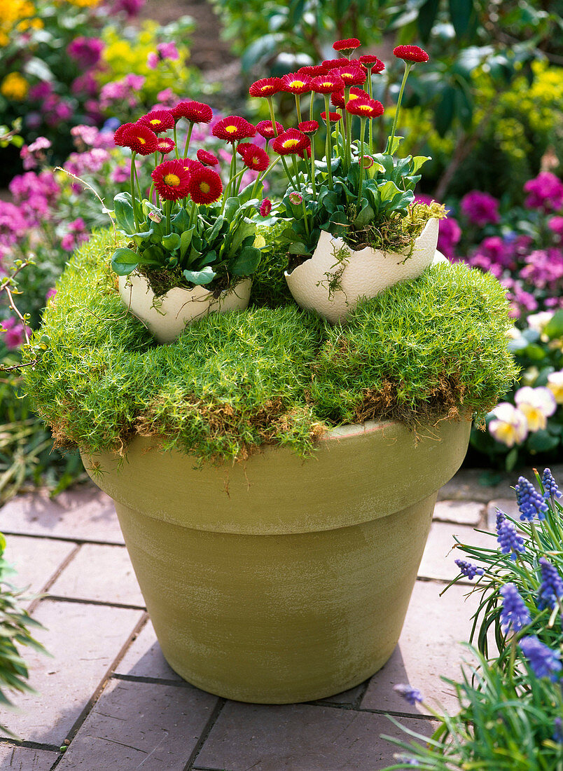 Sagina (star moss) as Easter basket with Bellis (daisy)