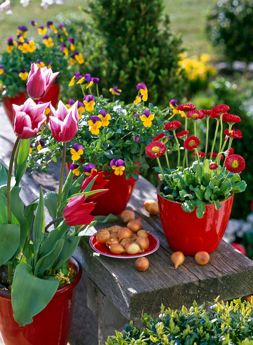 Tulipa 'Ballade' (Tulpen), Bellis (Tausendschön), Viola Cornuta