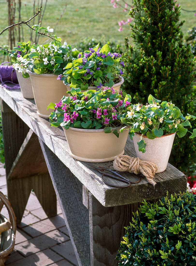 Viola odorata (fragrance violet) in cream, pink, white and blue