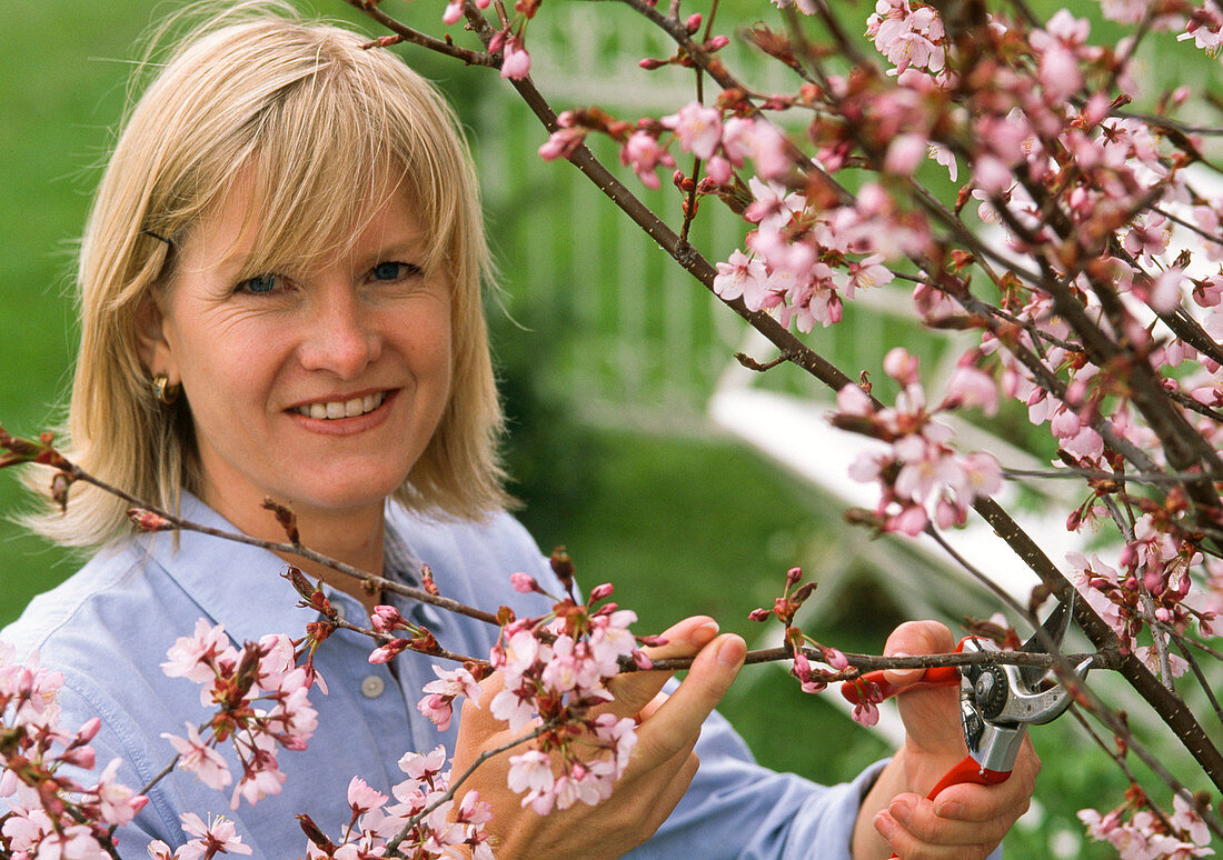 Woman cutting prunus (ornamental cherry) branches for the vase