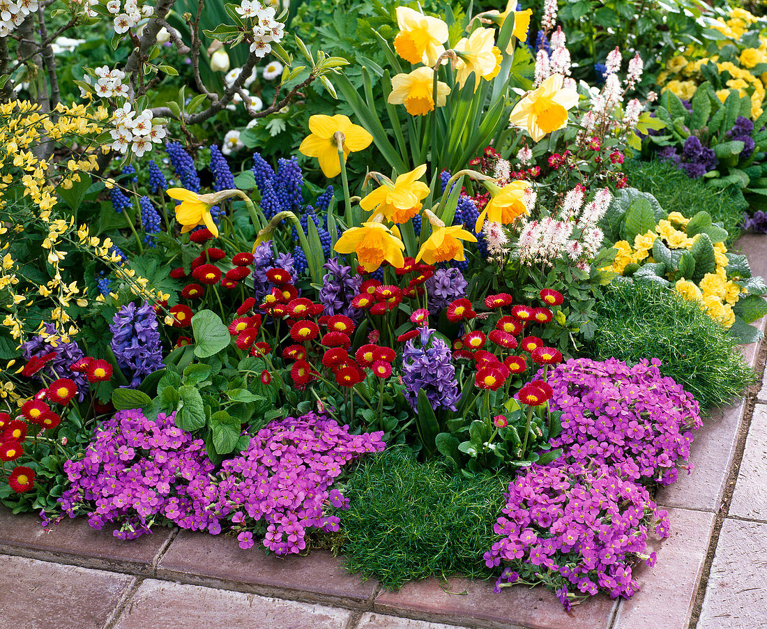 Aubrieta 'Hamburger Stadtpark' (blue cushions), Bellis