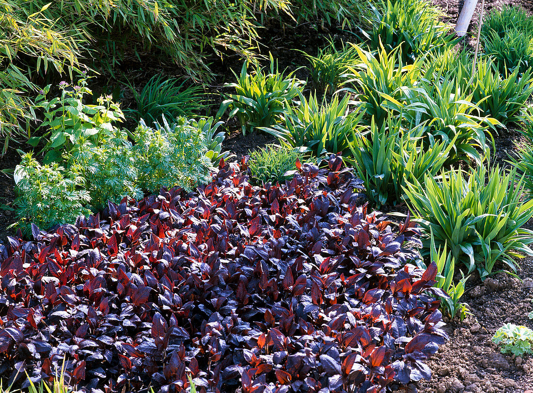 Fresh perennial sprouts in spring