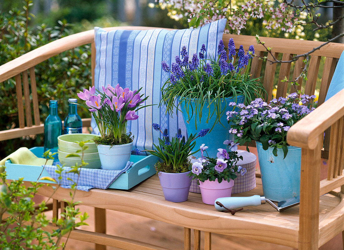 Myosotis 'Myomark' (Vergißmeinnicht), Crocus 'Remembrance'