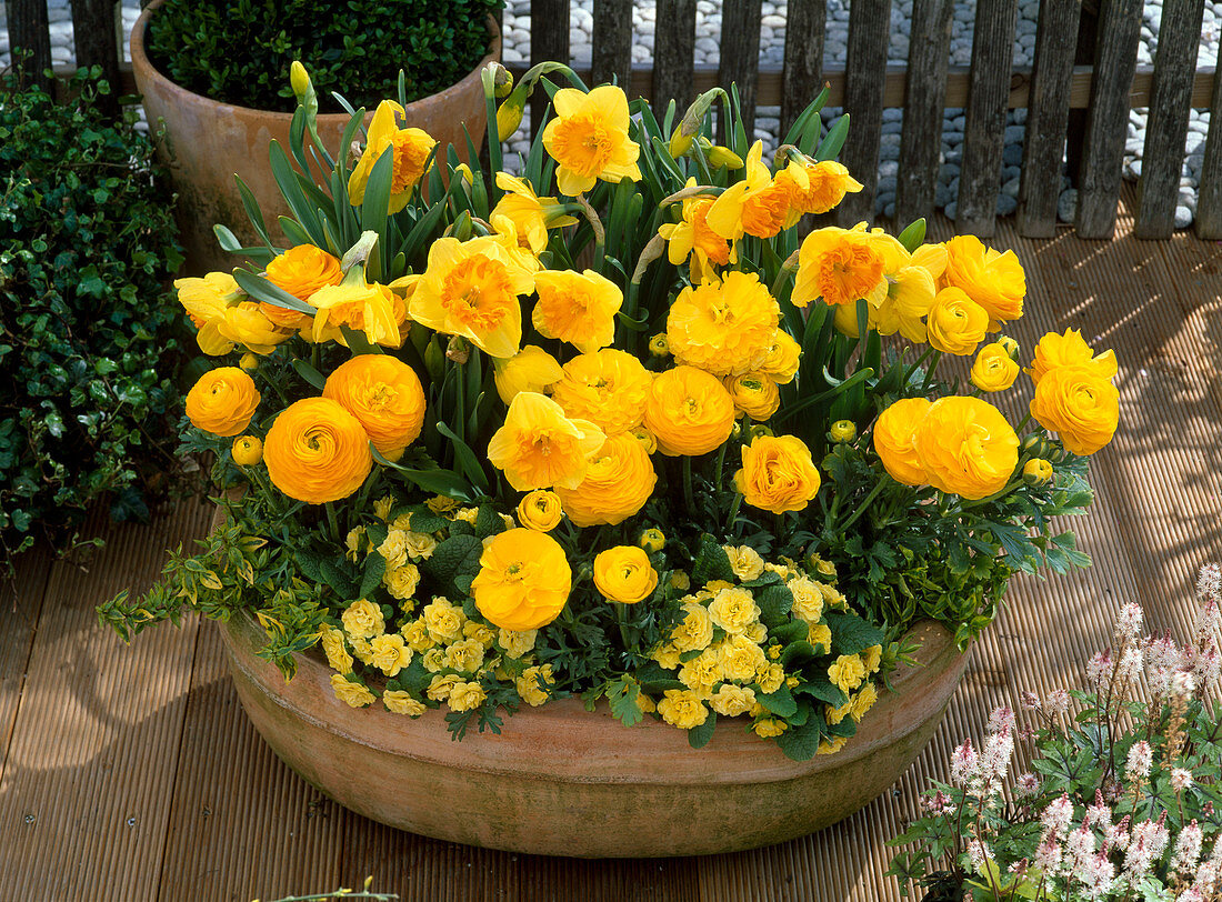 Terracotta bowl with Narcissus 'Suada' (daffodils), Ranunculus