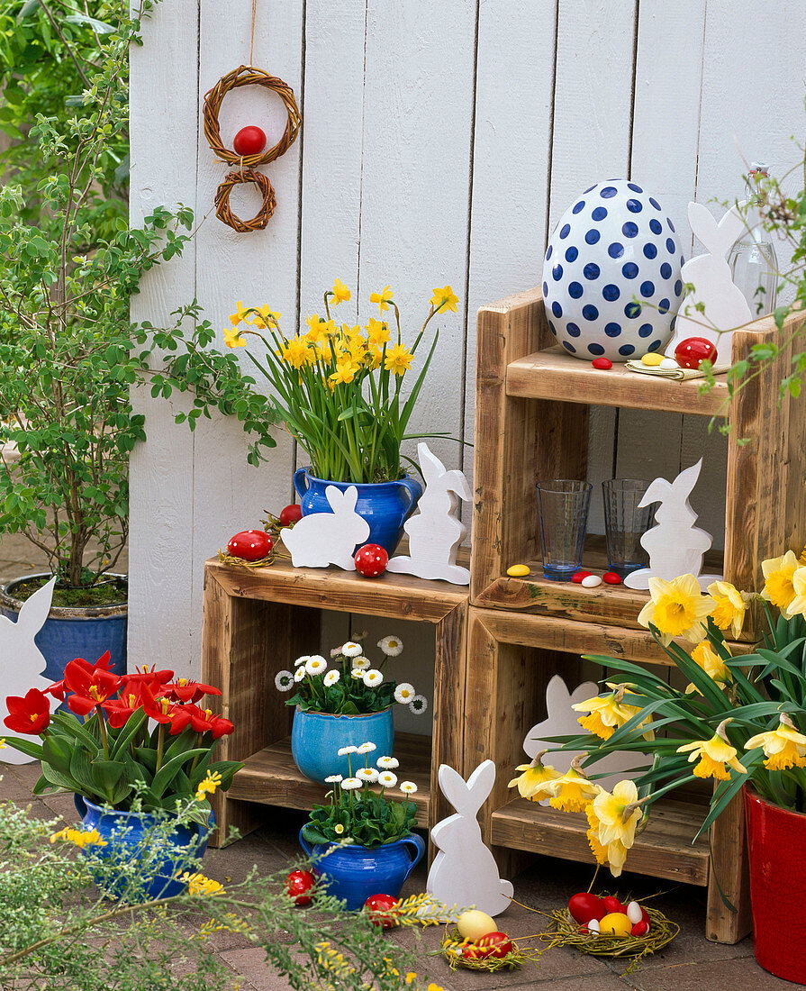 Wooden boxes stacked as shelves, Narcissus 'Tete a Tete' 'Sunshine'