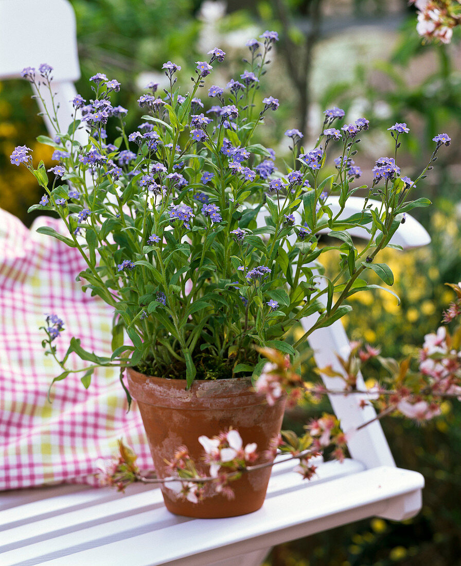 Myosotis (Forget-me-not) in clay pot