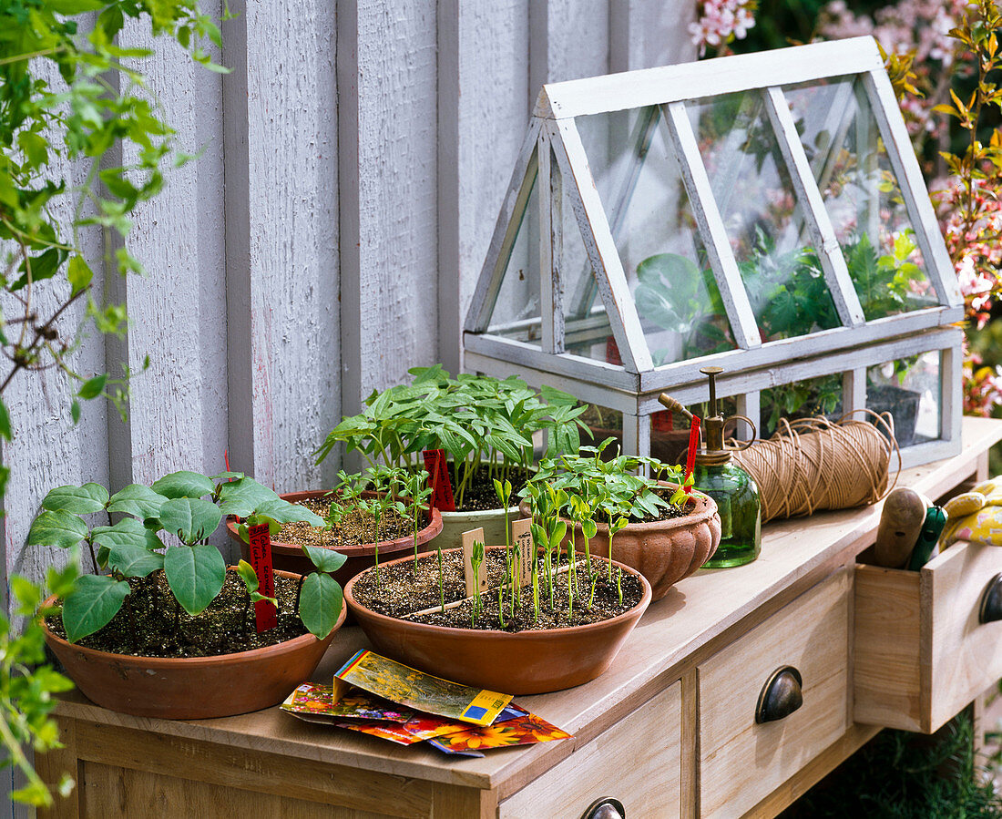 Summer flower seedlings in small cups, mini greenhouse