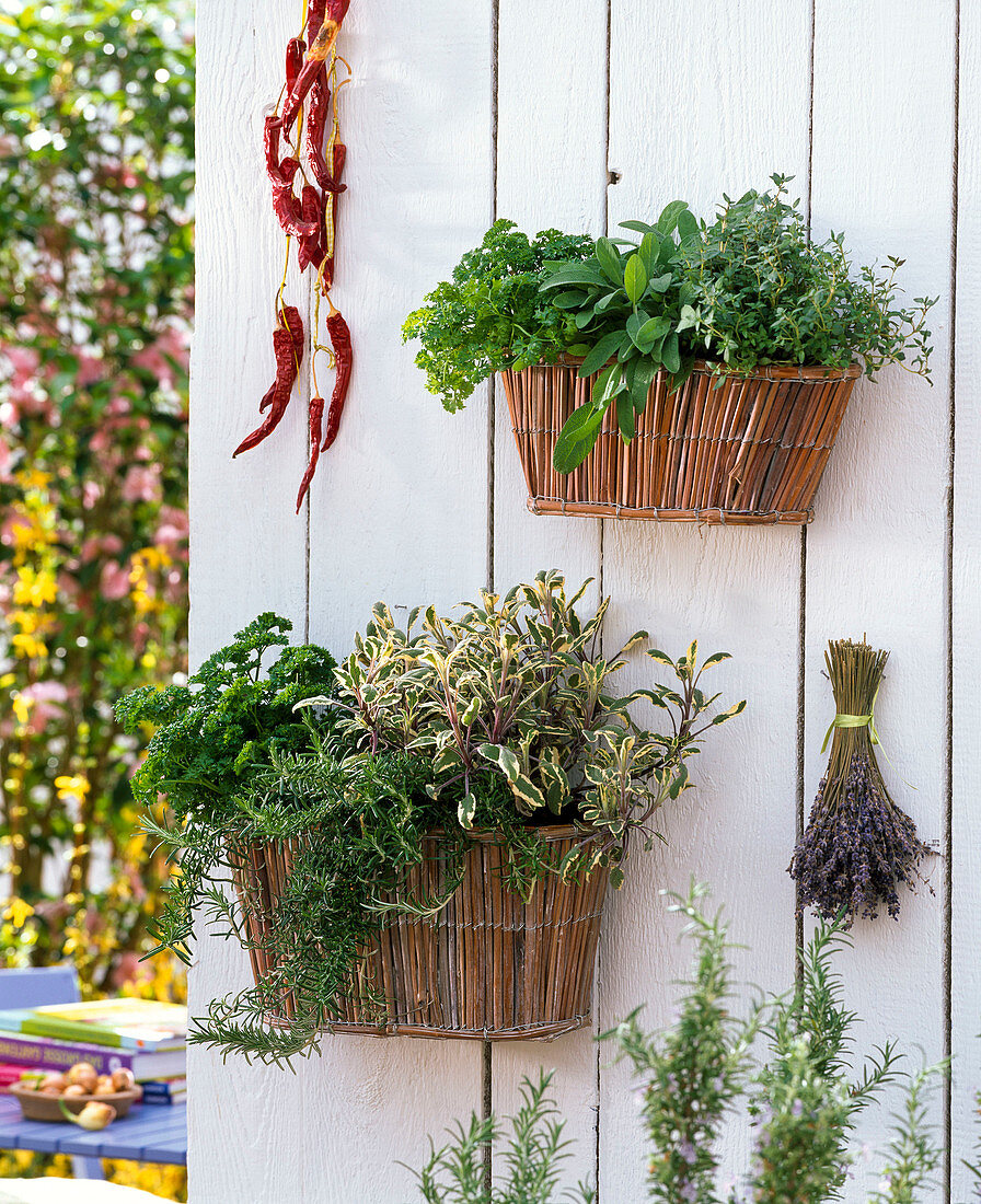 Baskets with Petroselinum (Parsley), Salvia (Sage)