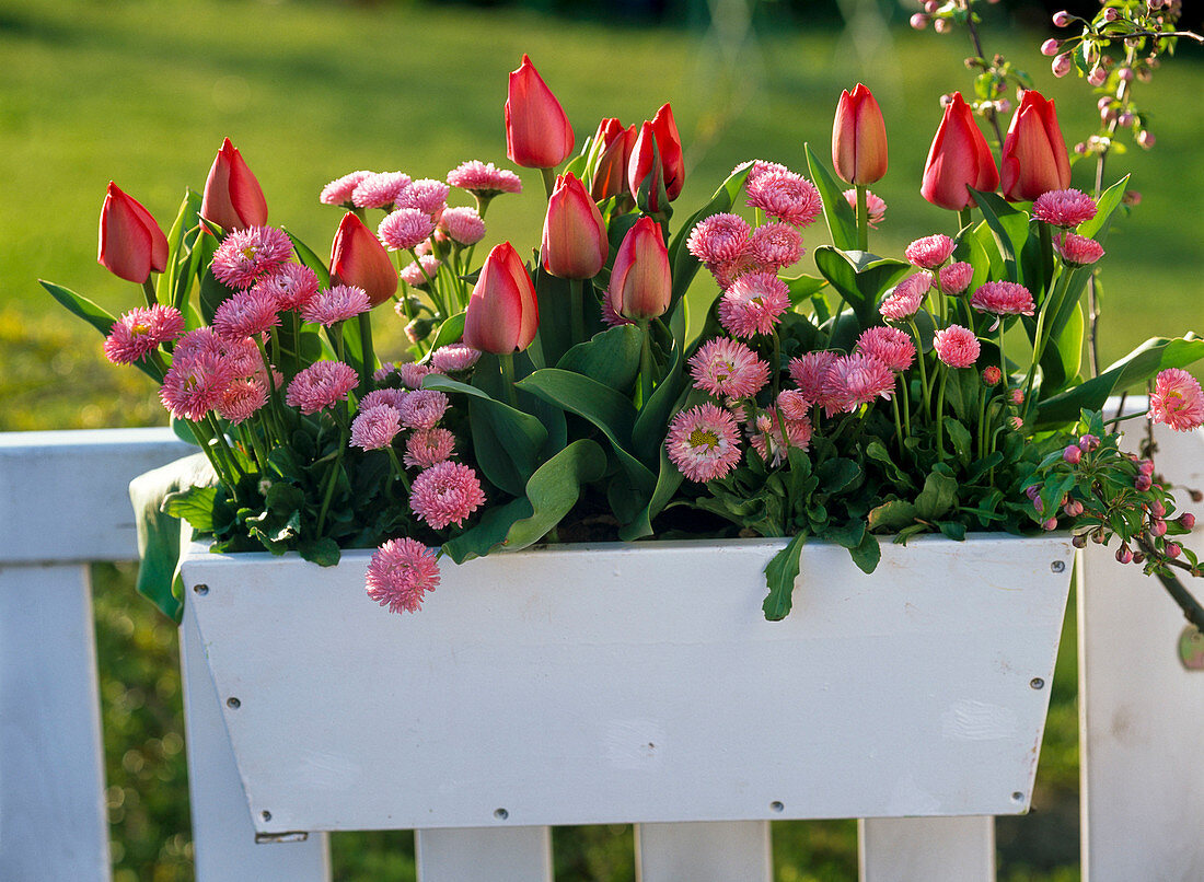 Tulipa 'Couleur Cardinal' (Tulpen), Bellis (Tausendschön)