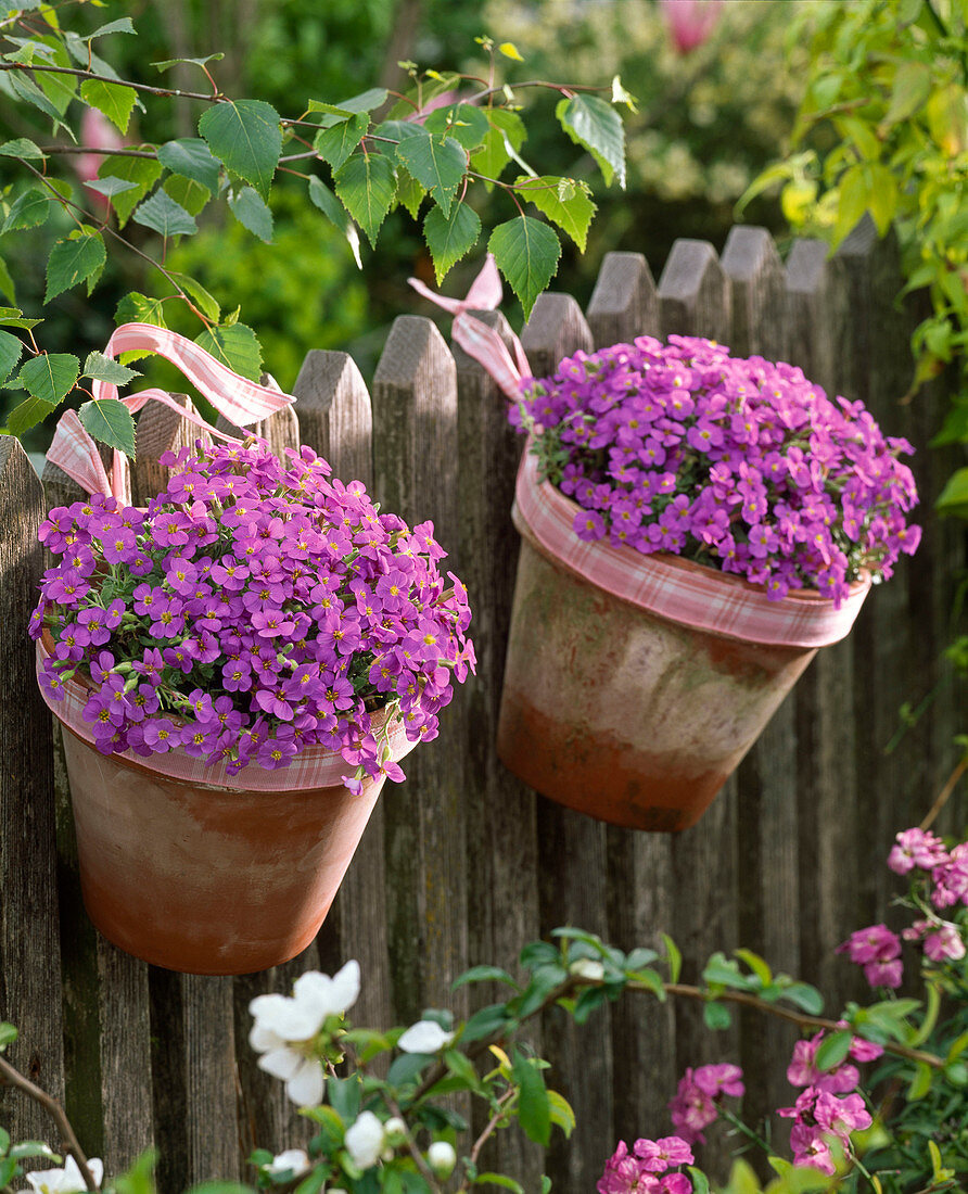 Aubrieta 'Hamburger Stadtpark' (blue cushions) in clay pots