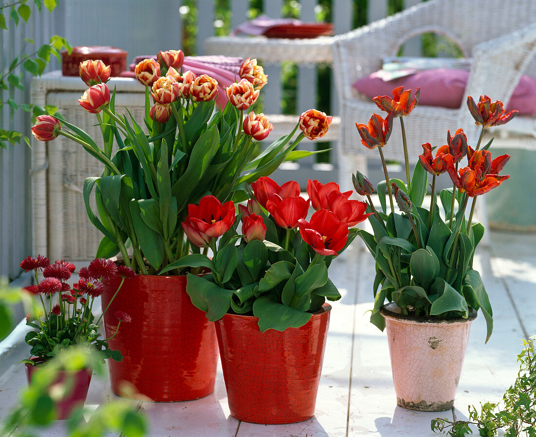Tulipa 'Horizon', Couleur Cardinal, Rococo (tulips)
