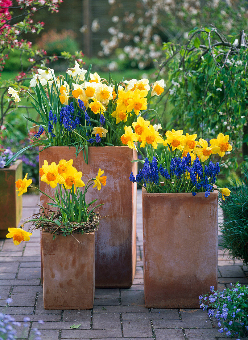 Narcissus 'Suada' 'Sunshine' 'Cassata' (Narzissen), Muscari