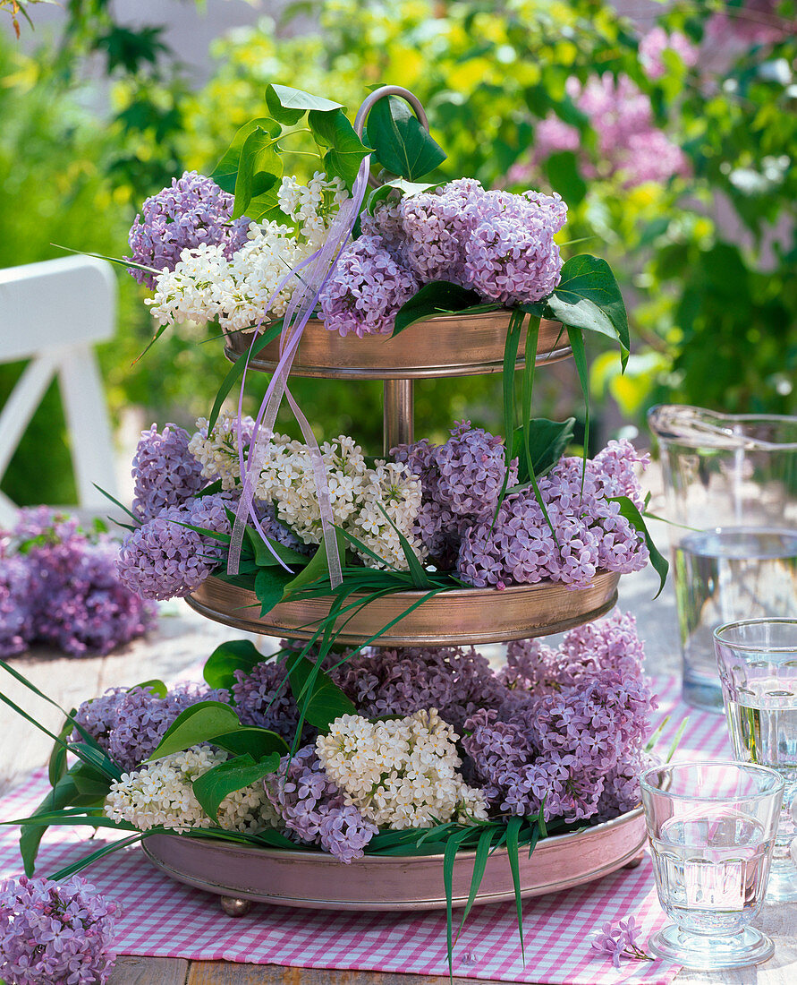 Syringa (lilac) in shelves, grasses