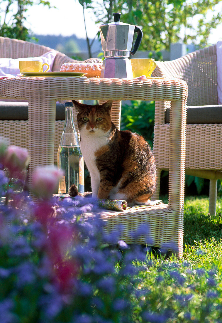 Katze Minka sitzt im Beistelltisch, Kaffeekanne, Mineralwasser