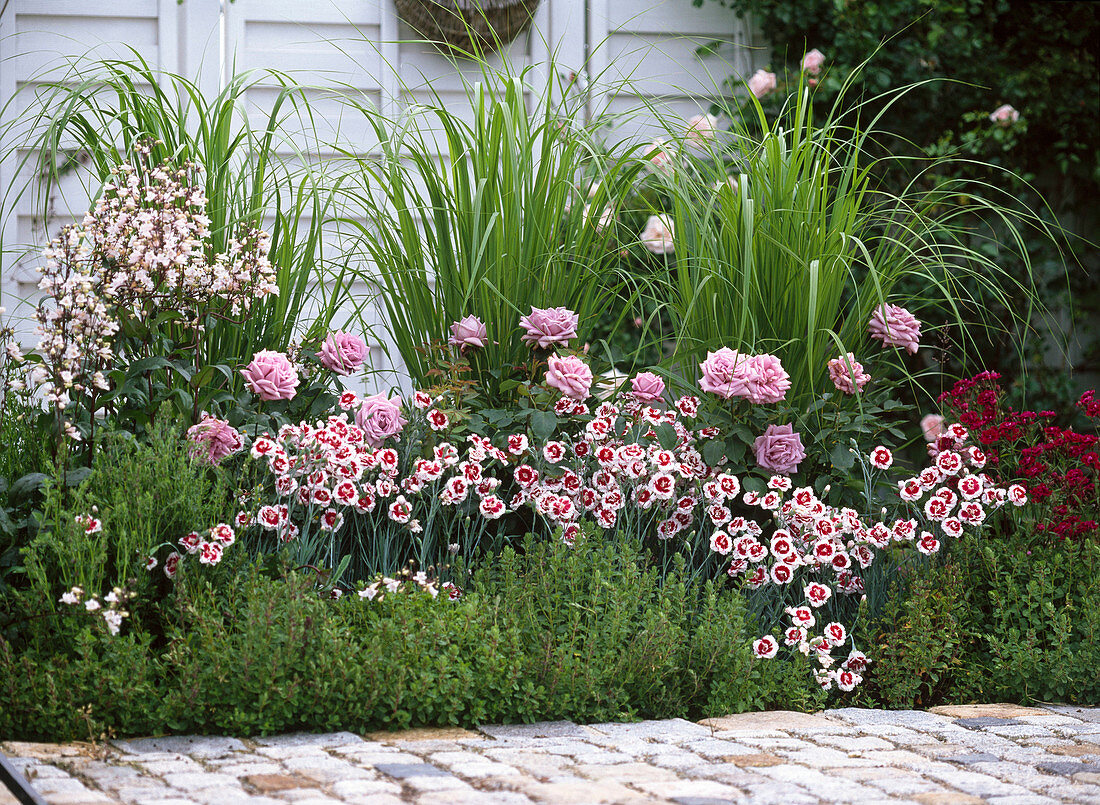 Rosa 'Mamy Blue' (Delbard rose), Dianthus x allwoodii 'Alice'