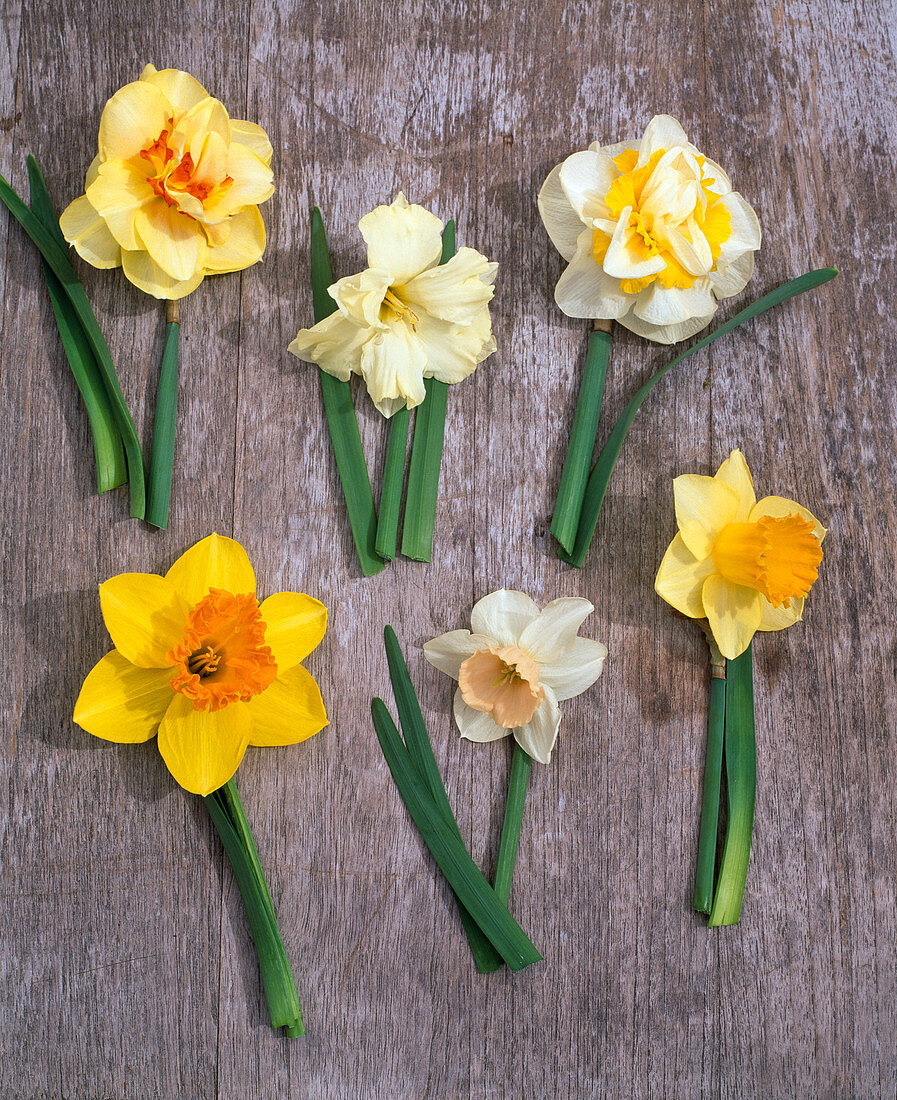 Board with Narcissus v.l.n.r .- 'Tahiti' 'Cassata' 'Westward'