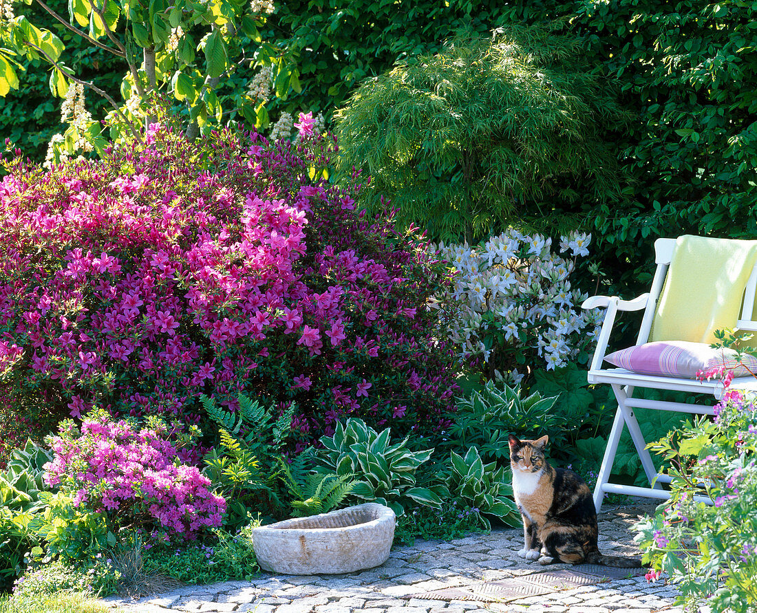 Rhododendron obtusum 'Kermesina' 'Hinocrimson'