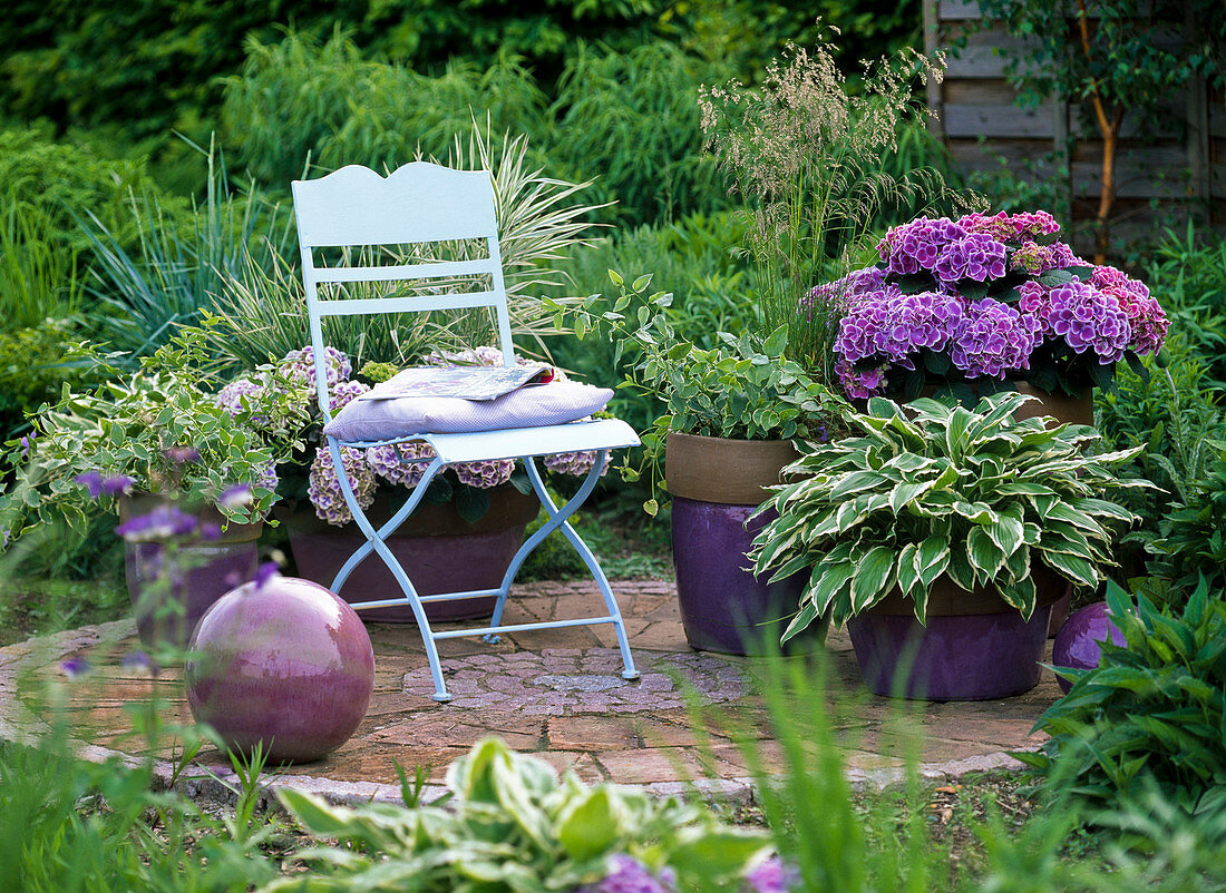 Shade terrace with hydrangea (hydrangea) and hosta (hosta)