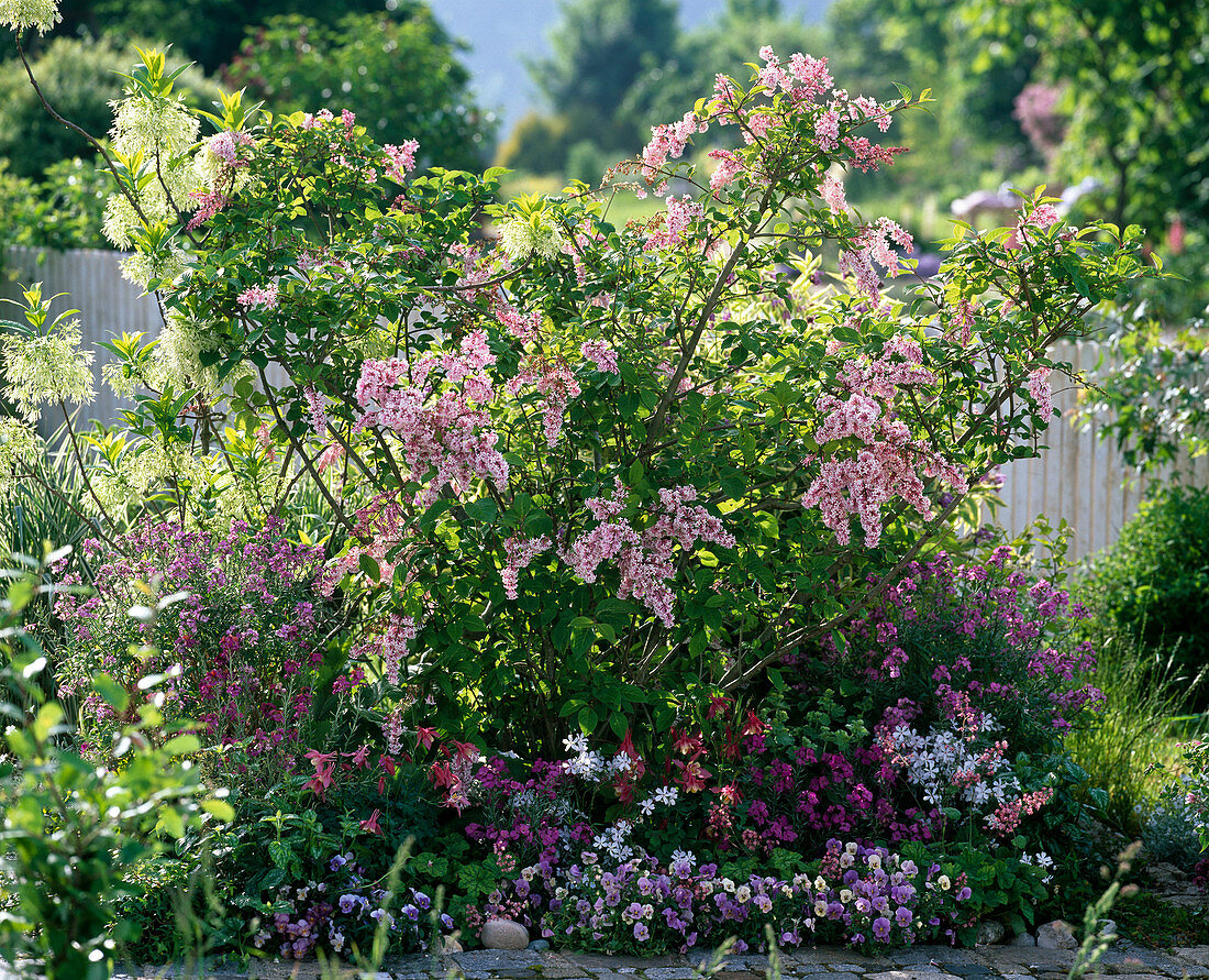 Duftbeet mit Syringa reflexa (Bogenflieder), Aquilegia (Akelei), Erysimum