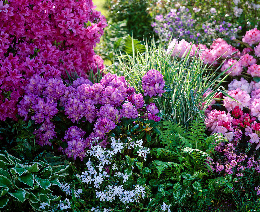 Rhododendron 'Alfred' (Alpenrose), Hosta 'Francee'