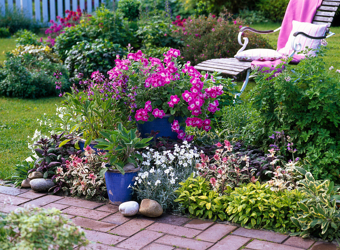 Bed with Salvia 'Icterina' 'Tricolor' 'Purpurascens' 'Berggarten'