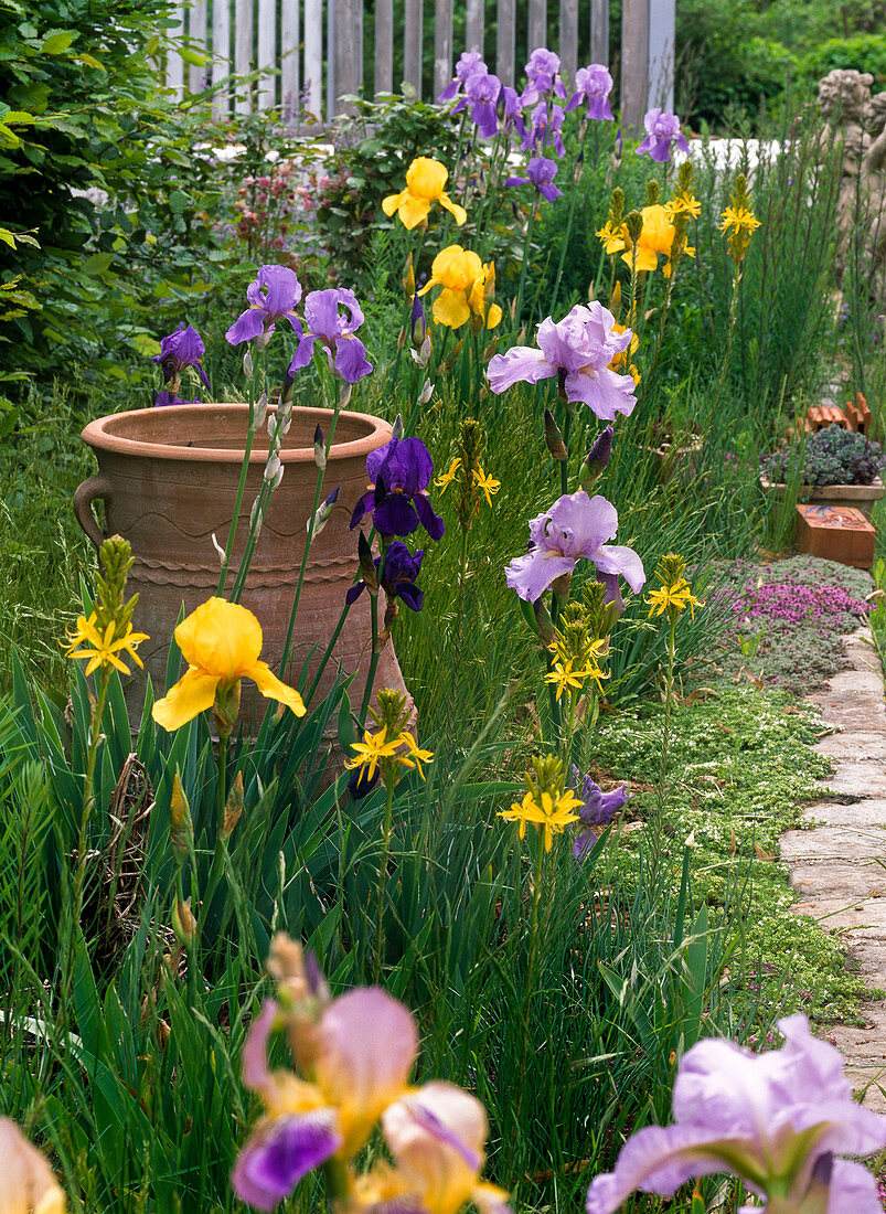 Iris barbata elatior (Bartiris), Asphodeline lutea (Junker lily)