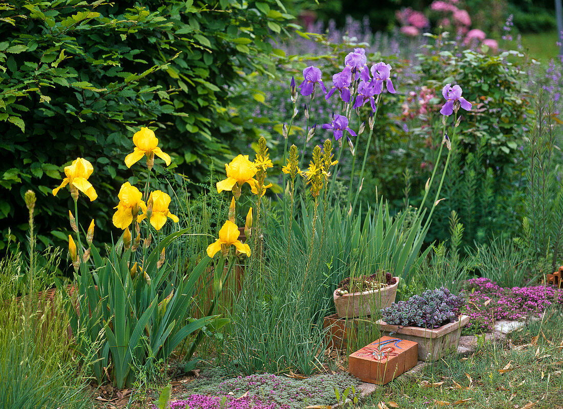 Iris barbata elatior (Bartiris), Asphodeline lutea (Junker lily)