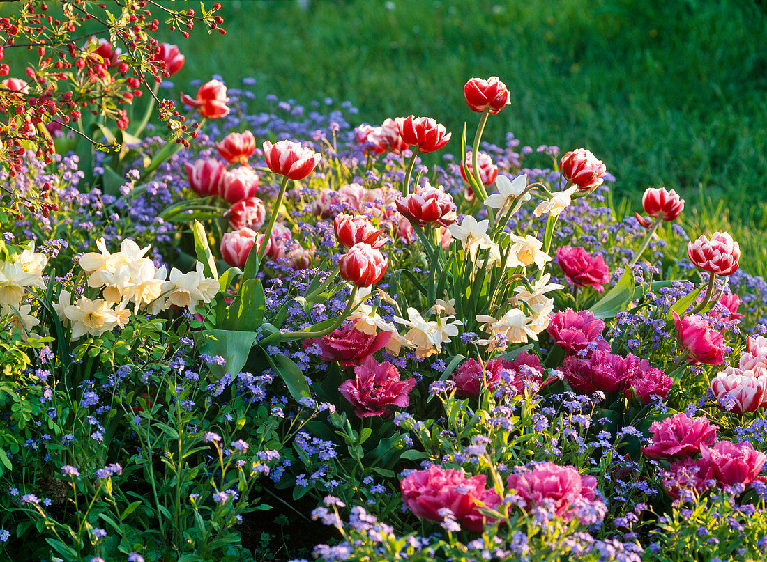 Tulipa 'Wirosa' 'Matchpoint' (tulips), Narcissus 'Kate Heath'.