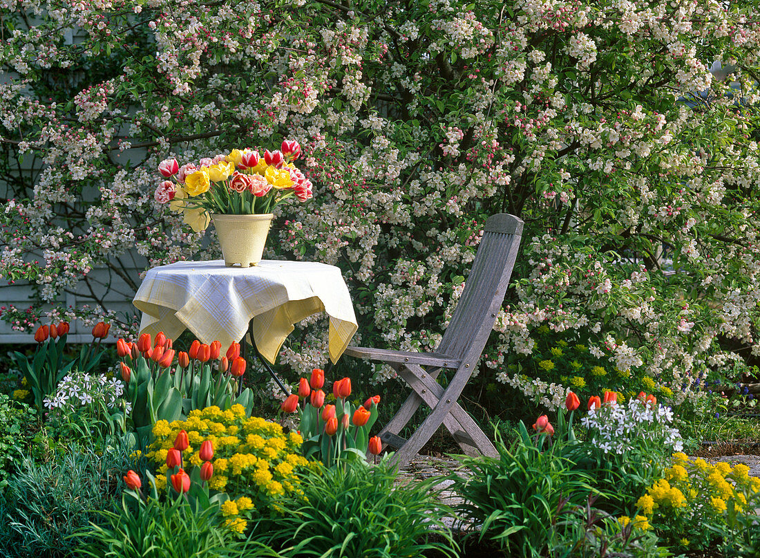 Malus 'Evereste' (ornamental apple), Tulipa 'Annie Schilder' (tulip)