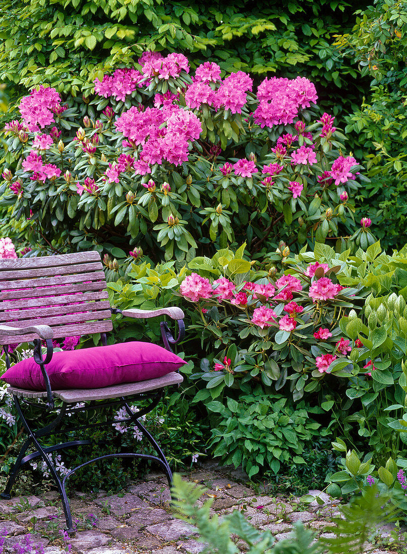 Rhododendron 'Catawbiense Boursault' 'Anuschka' (Alpenrosen)