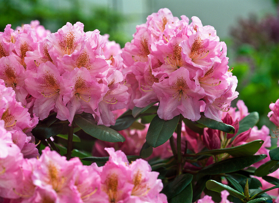 Rhododendron 'Scintillation' (Alpine Rose)
