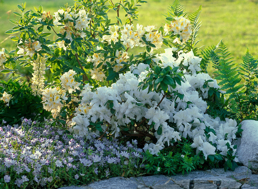 Rhododendron 'Schneegold' 'Schneewittchen' (Garten - Azaleen)