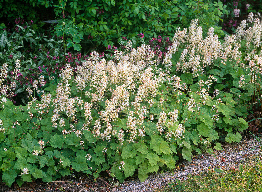 Tiarella cordifolia (Schaumblüte) am schattigen Gehölzrand