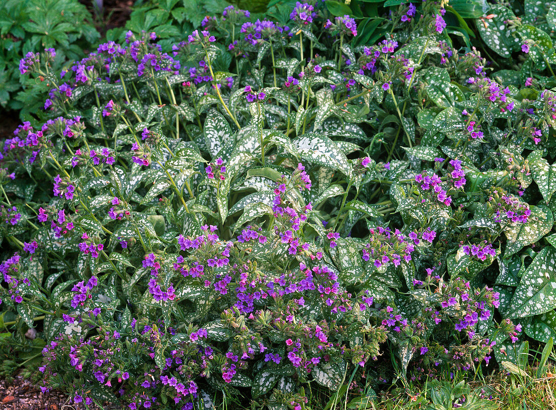 Pulmonaria 'Trevi Fountains' (lungwort)