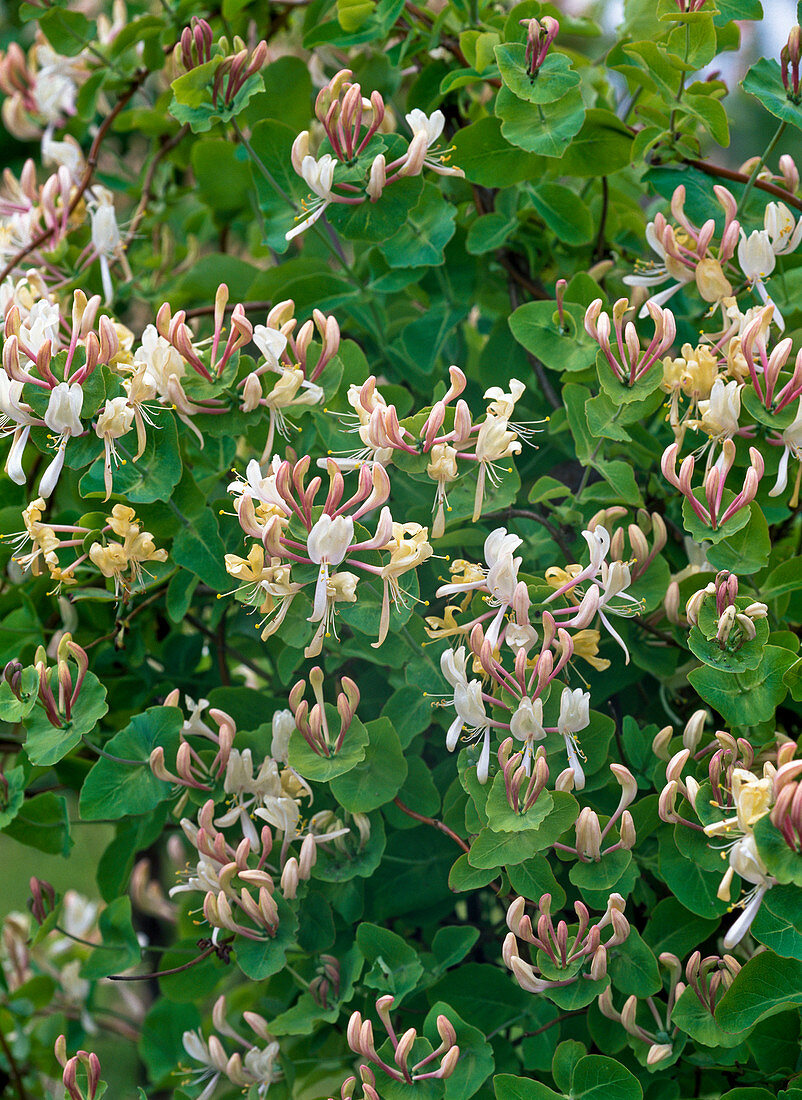 Lonicera caprifolium (Honeysuckle)