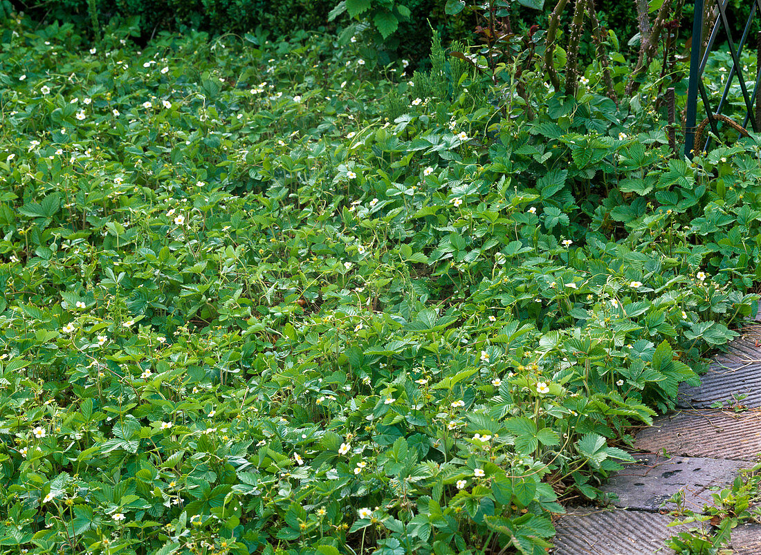 Fragaria vesca (Walderdbeeren) als Bodendecker