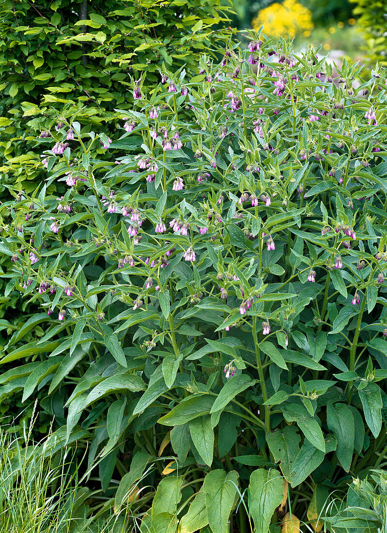 Symphytum officinale (Comfrey, Comfrey)