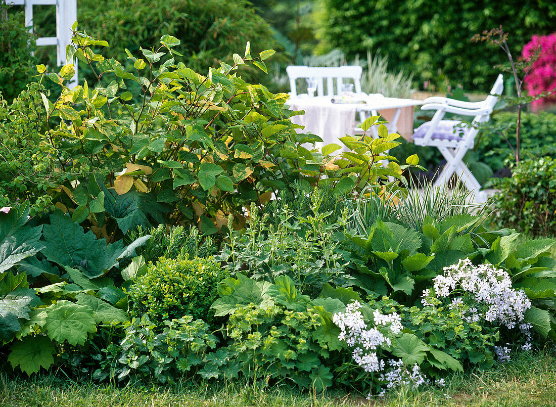 Polygonum 'Painter's Palette' (variegated knotweed), Rheum