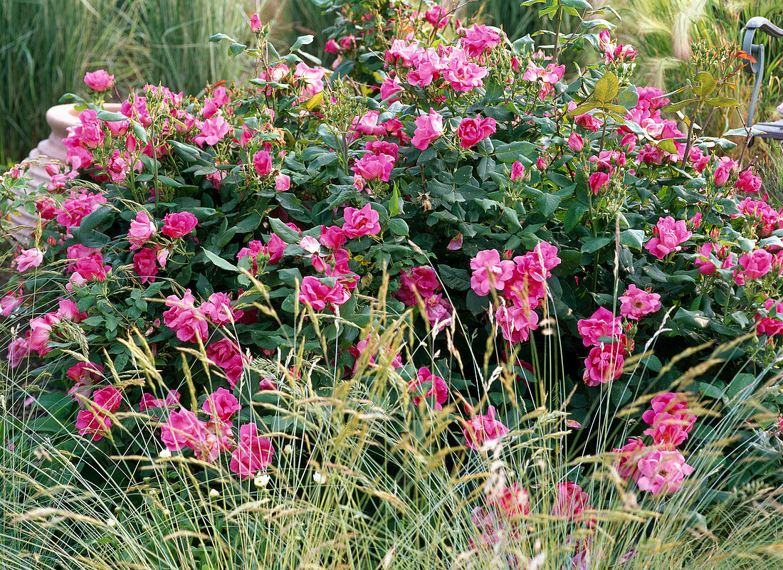 Rosa 'Flash Meidiland' (small shrub rose), syn. 'Pink Knockout'.