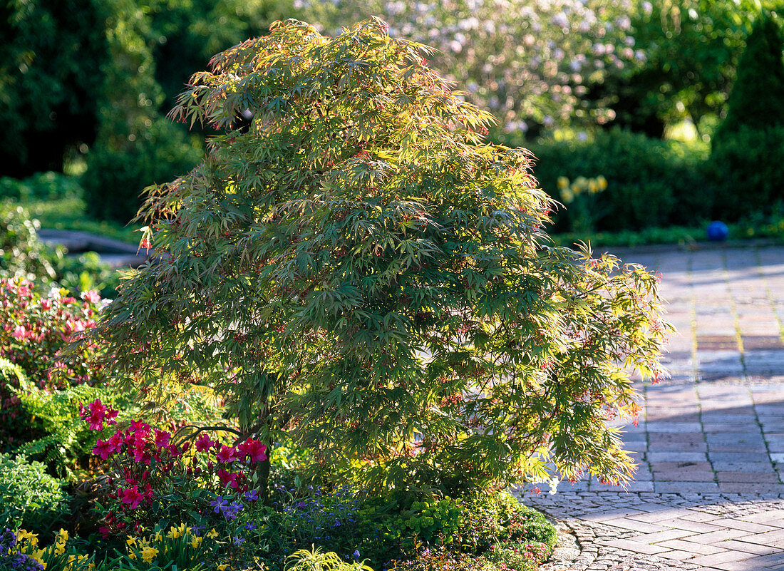 Acer palmatum 'Dissectum Viride' (green-leaved slash maple)