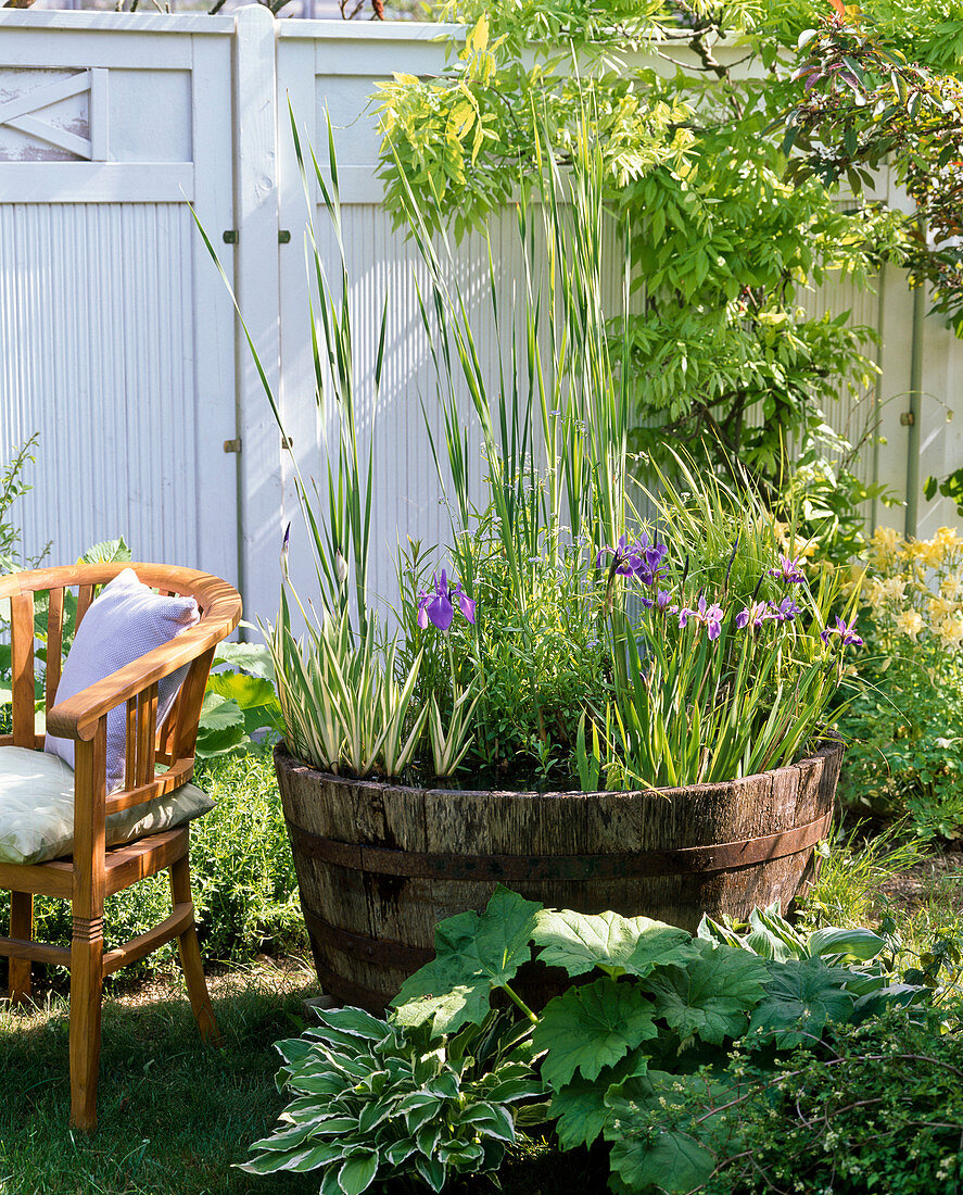 Wooden barrel with iris (marsh iris), typha (cattail)