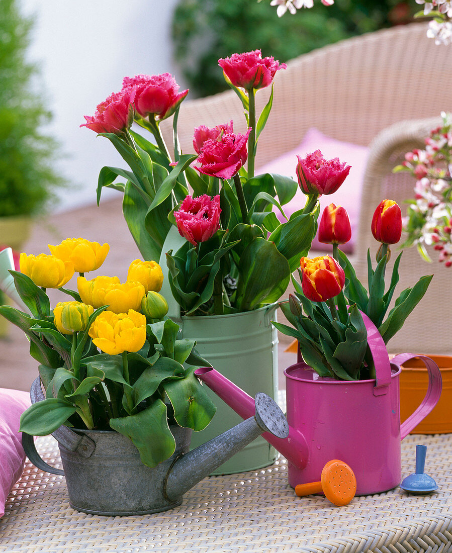 Tulipa 'Yellow Baby' 'Matchpoint' 'Bright Sight' (Tulpen)