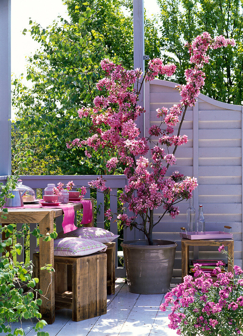 Malus 'Rudolph' (Zierapfel), Erysimum (Goldlack), gedeckter Tisch