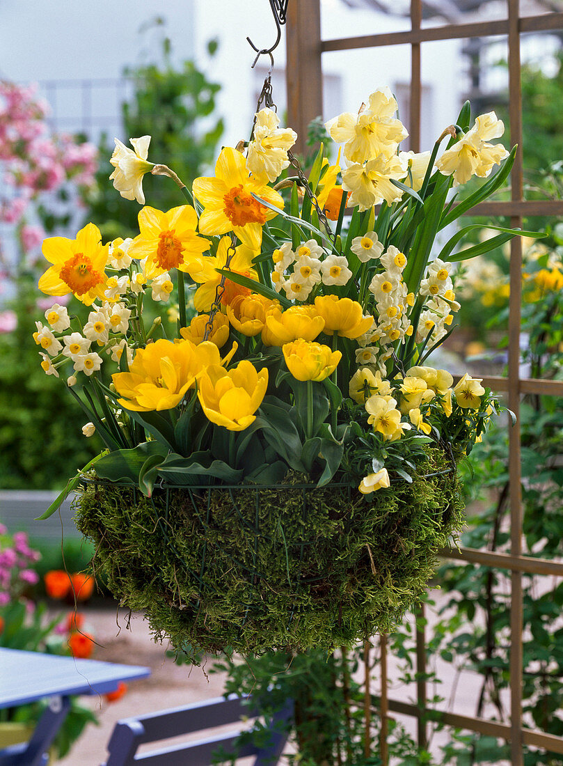 Narcissus 'Orange Eye' 'Cassata' 'Avalanche' (Narzissen)