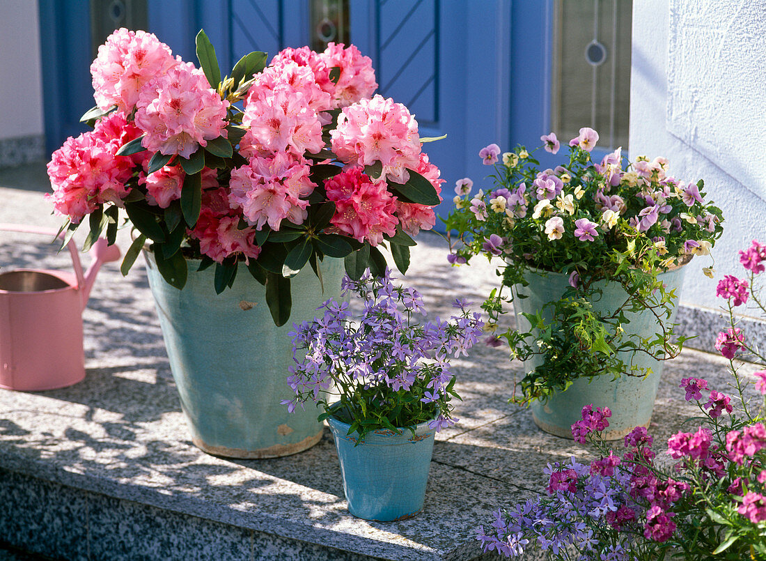 Rhododendron 'Tina Heinje' (Alpine rose), Phlox divaricata