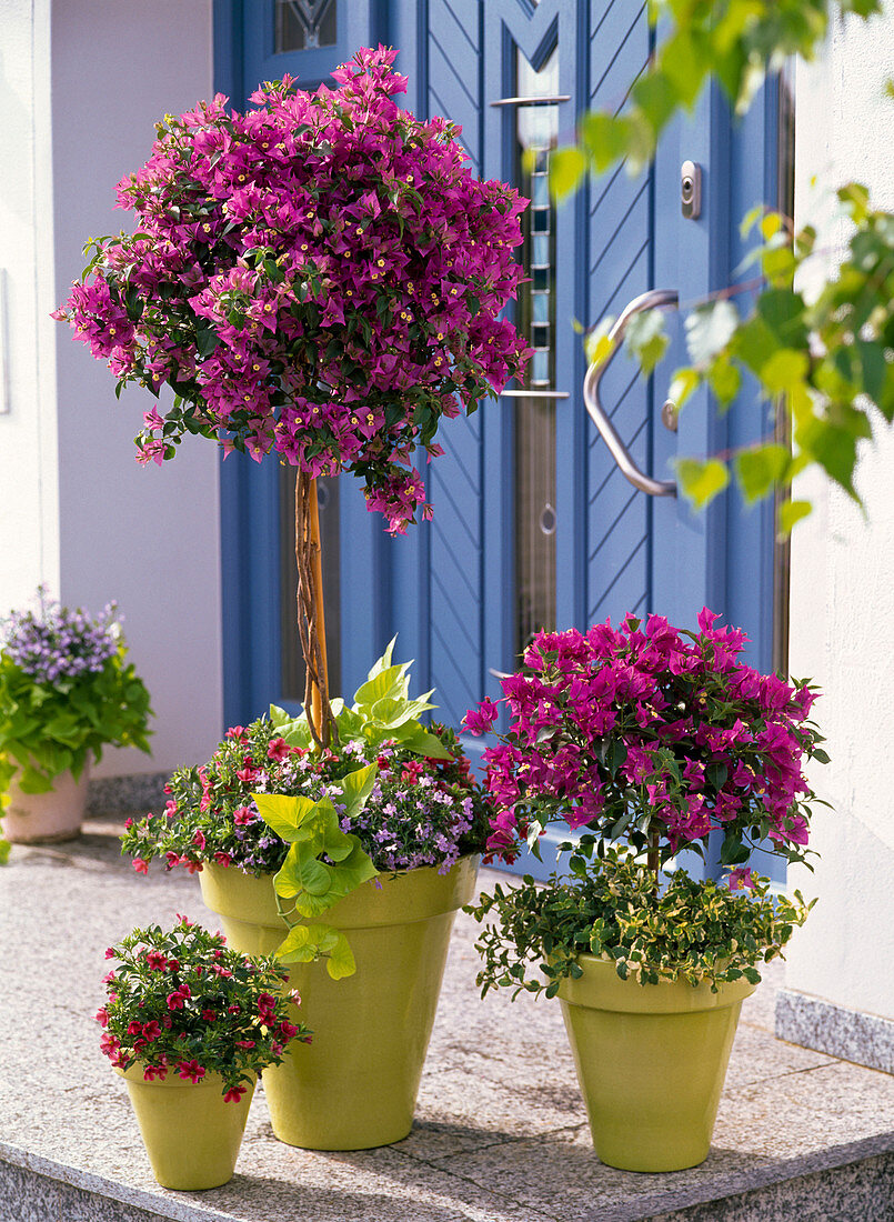 Bougainvillea underplanted with Ipomoea batatas 'Terrace Lime'.