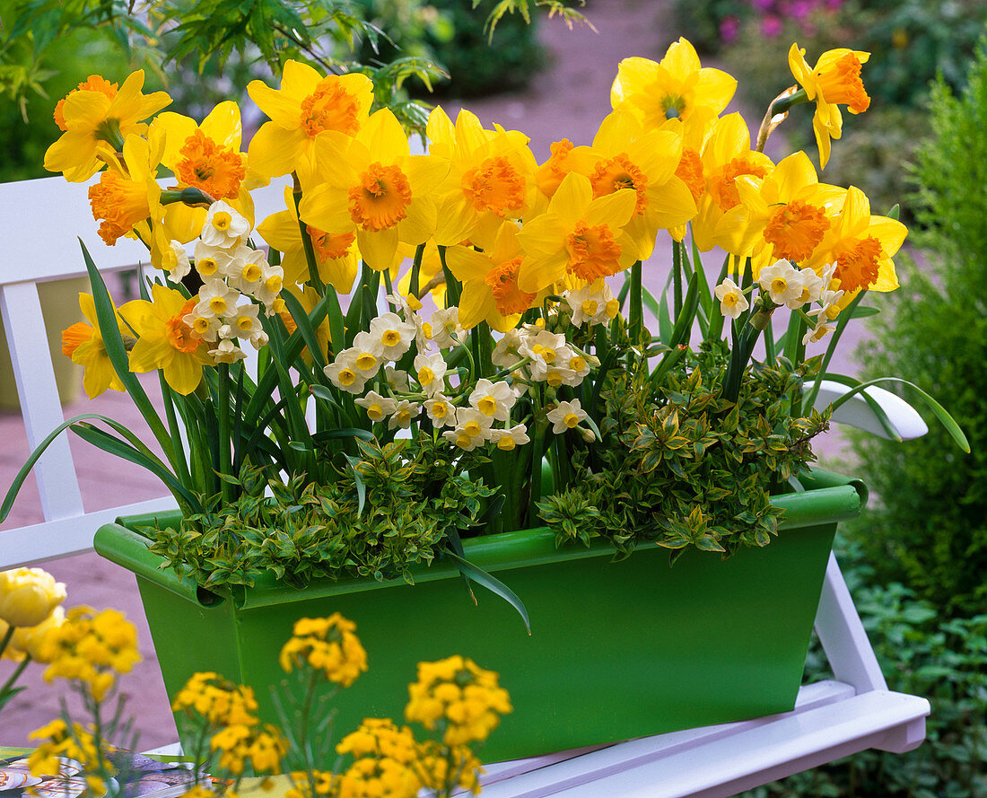 Narcissus 'Orange Eye', 'Avalanche' (Daffodil), Abelia